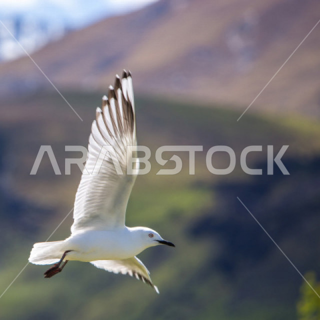Varieties of pigeons in the farms of the Kingdom of Saudi Arabia, bird breeding, pigeon market