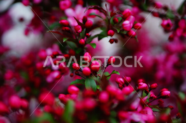 صورة ابداعية لشجرة مزهرة , ورود وردية ، ورود جميلة متفتحة ، زراعة الأزهار والورود، الطبيعة الخلابة ,خلفية ورود .