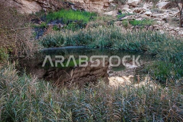 البركة العلوية في شعيب لحا - بركة مياه عذبة طبيعية دائمة بالقرب من الرياض، المملكة العربية السعودية