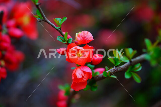 صورة ابداعية مقربة لشجرة مزهرة , ورود جميلة متفتحة ، زراعة الأزهار والورود، الطبيعة الخلابة ,خلفية ورود .