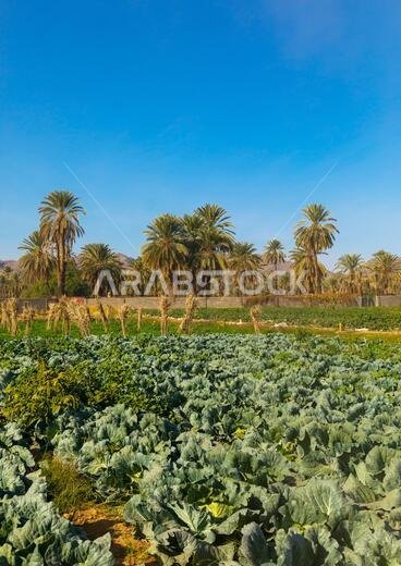 Garden and palm trees, Najran Province, Najran, Saudi Arabia