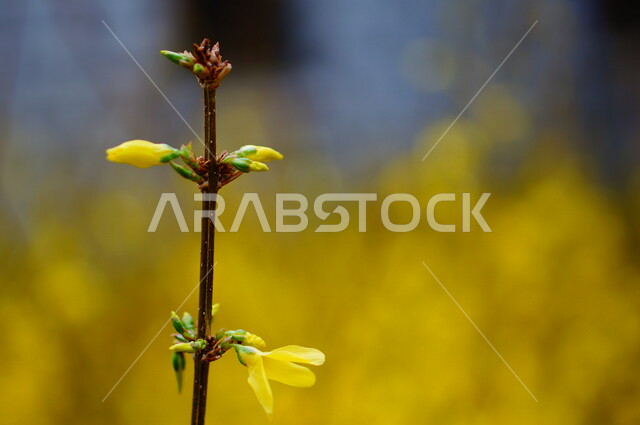 صورة ابداعية مقربة لنبتة بزهور صفراء ، براعم الورود ، زراعة الأزهار والورود، الطبيعة الخلابة ,خلفية ورود .