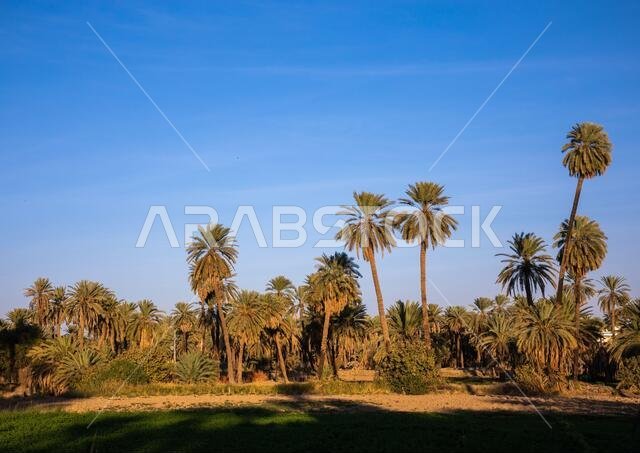 Palm trees in an oasis, Najran Province, Najran, Saudi Arabia