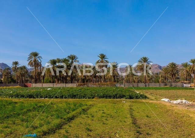 Garden and palm trees in an oasis, Najran Province, Najran, Saudi Arabia