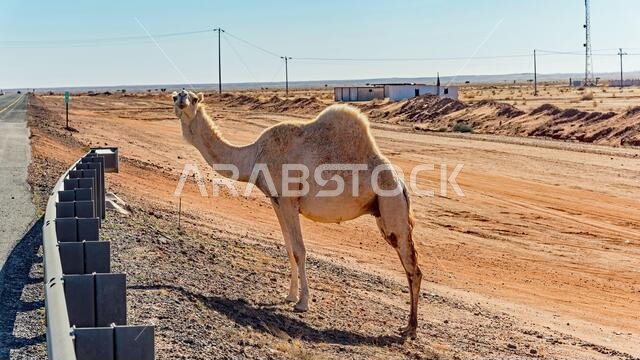 Free-range camels in Saudi Arabia