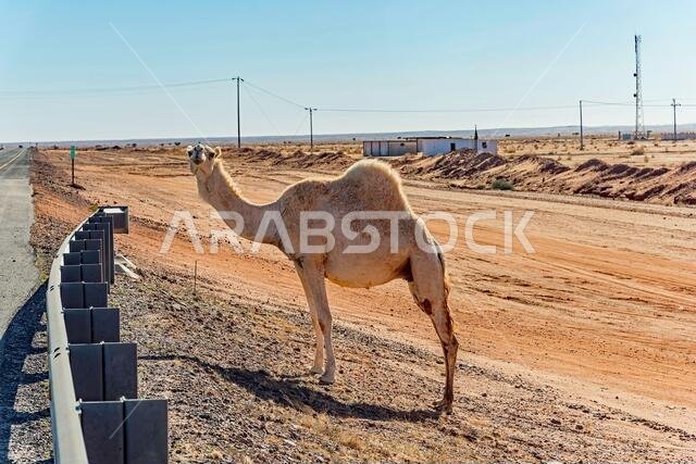 الجمال التي ترعى بحرية في المملكة العربية السعودية