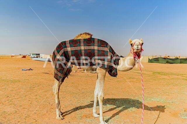 Camels in Saudi Arabia