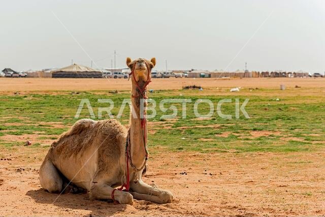 Camels in Saudi Arabia