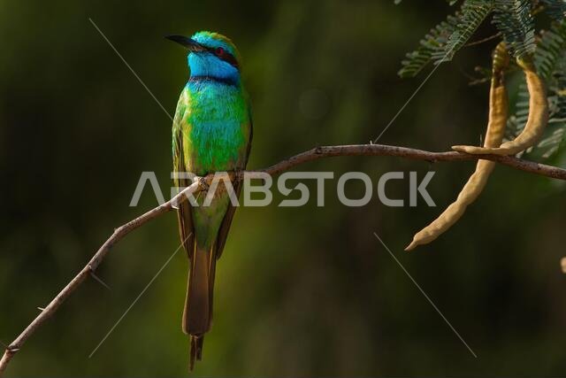 Arabian Green Bee-eater