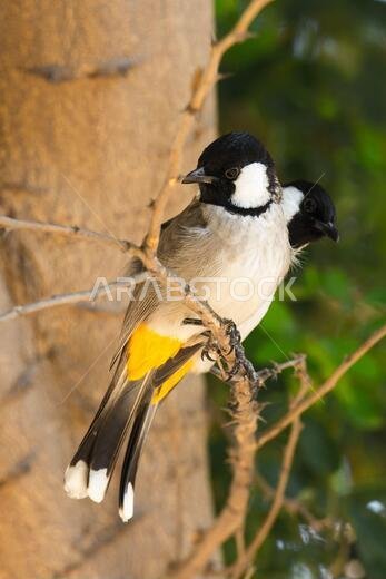 White Eared Bulbul from Saudi Arabia