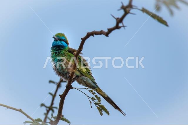 Arabian Green Bee-eater