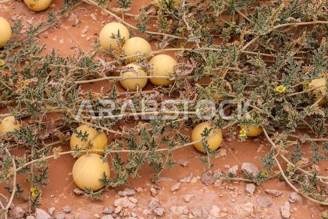 Wild desert gourd or colocynth (Citrullus colocynthis)