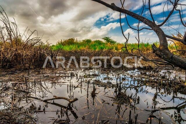Green Valley Nature beauty of Jeddah, Saudi Arabia. Green nature of Arabian desert