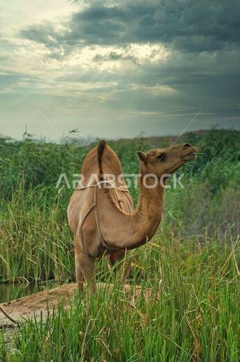 Camel of the Saudi Arabian desert