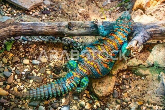 سحلية مزخرفة مفردة - الاسم العلمي: Uromastyx ornata - سحلية استوائية موطنها الأصلي المناطق الصخرية الجافة في الشرق الأوسط، وهي معروضة في حديقة حيوان.