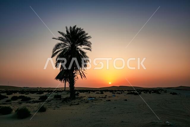 Lonely tree behind sunrise view in Desert -Al Hasa Saudi Arabia.