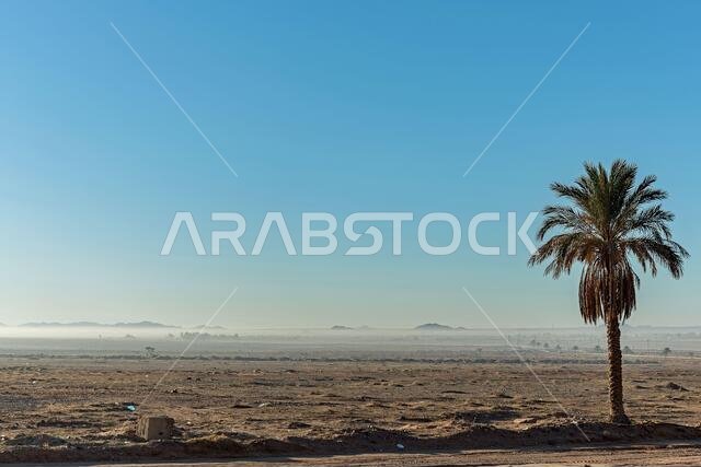 ضباب الصحراء في الصباح الباكر