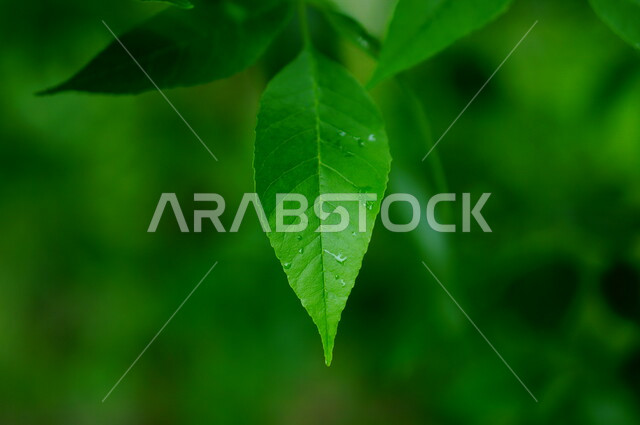 Close-up of leaves of trees and green plants, dew drops on paper, rain, spray, nature background.