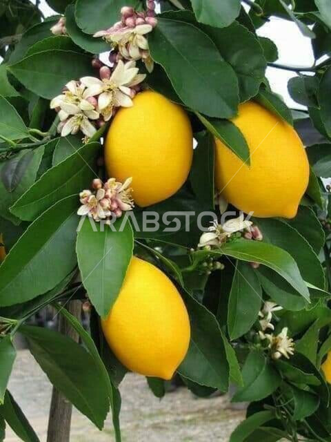 صورة مقربة لثمرة الليمون في أحد مزارع المملكة العربية السعودية ، أشجار خضراء طبيعية ، أشجار الليمون ، أراضي  ومحاصيل زراعية ، ثمار شجرة الليمون ، ليمون حامض ، الحمضيات ، زهر الليمون على الشجرة ، ثمار الليمون الناضجة
