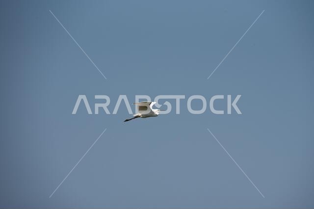 طائر البلشون الأبيض الصغير، وهو طائر أبيض متوسط الحجم، يحلق في السماء الزرقاء في يوم مشمس، صورة أفقية