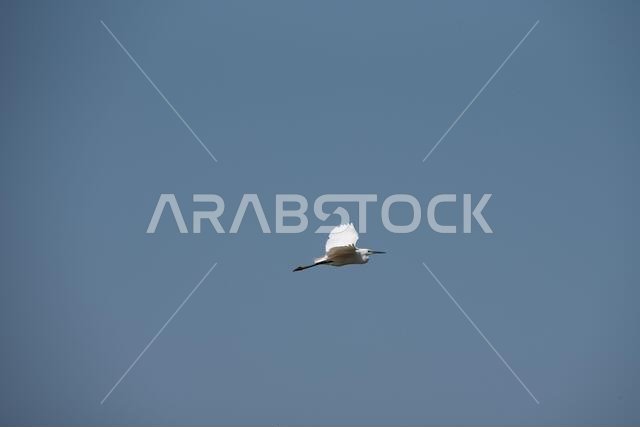 A little egret, medium-sized white bird, flies in the blue sky on a sunny day, horizontal image