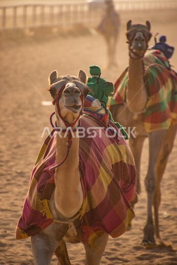سباق الهجن في الطائف، المملكة العربية السعودية