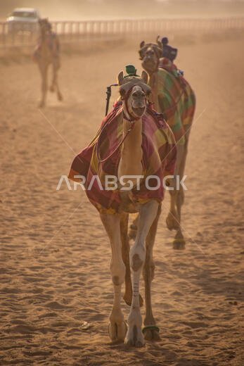 Camel Racing in Taif, Saudi Arabia