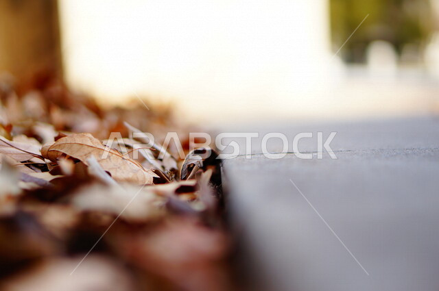 صورة مقربة لورق شجر متساقط على الأرض , أوراق الخريف , خلفية الطبيعة .