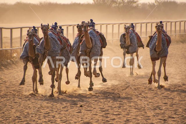 سباق الهجن في الطائف، المملكة العربية السعودية
