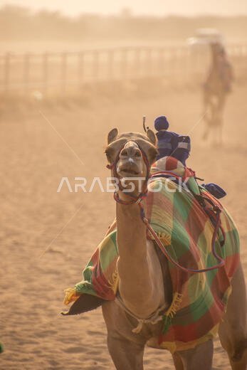 سباق الهجن في الطائف، المملكة العربية السعودية