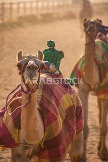 Camel Racing in Taif, Saudi Arabia