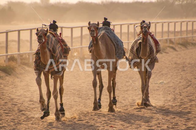 سباق الهجن في الطائف، المملكة العربية السعودية