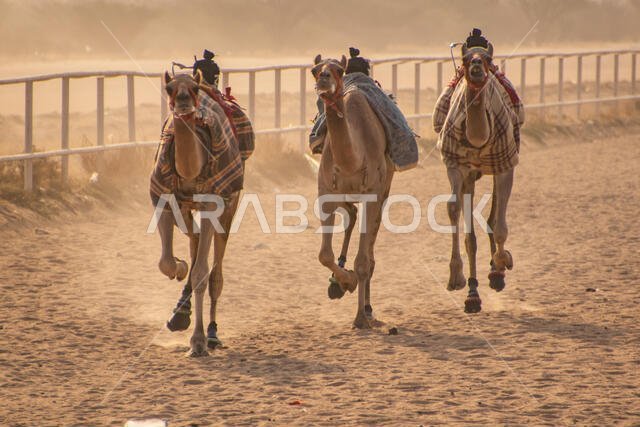 سباق الهجن في الطائف، المملكة العربية السعودية