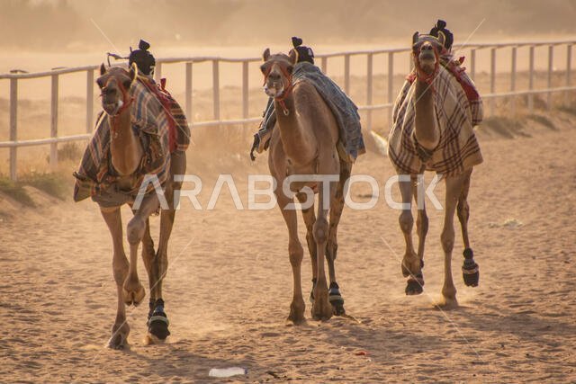 Camel Racing in Taif, Saudi Arabia