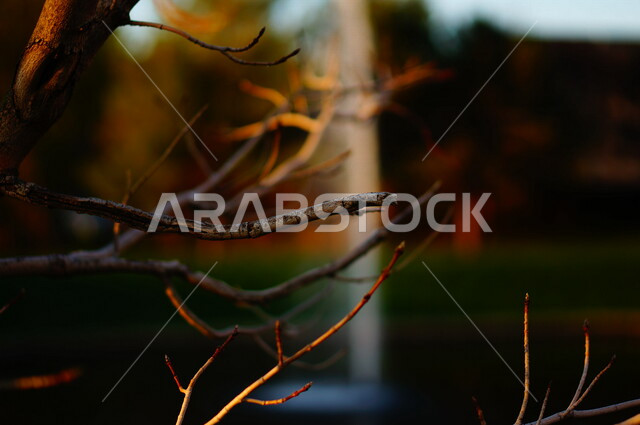 صورة مقربة لأغصان شجرة , تساقط الأوراق في فصل الخريف , خلفية الطبيعة .