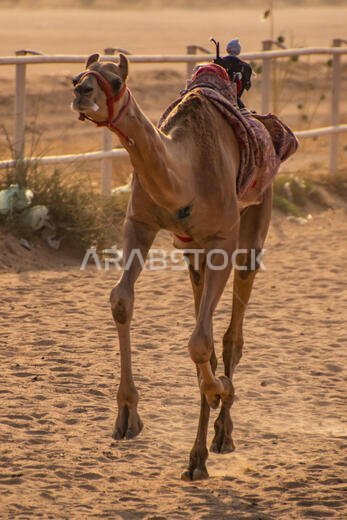 سباق الهجن في الطائف، المملكة العربية السعودية
