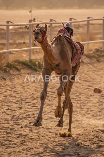 سباق الهجن في الطائف، المملكة العربية السعودية