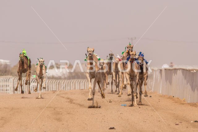 سباق الهجن في الطائف، المملكة العربية السعودية