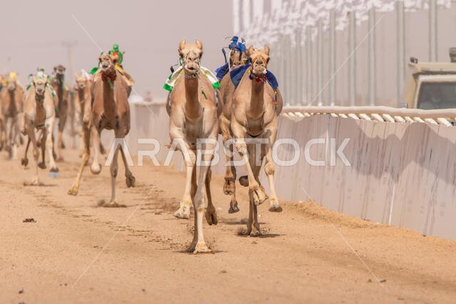 سباق الهجن في الطائف، المملكة العربية السعودية