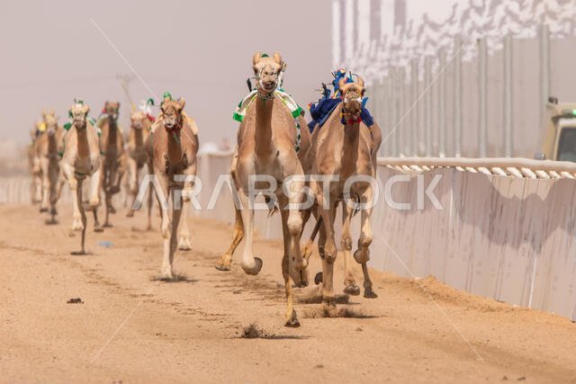 سباق الهجن في الطائف، المملكة العربية السعودية