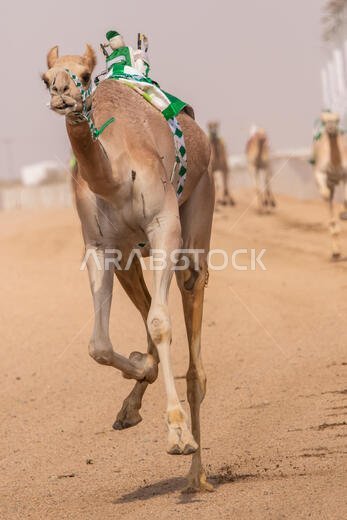 Camel Racing in Taif, Saudi Arabia