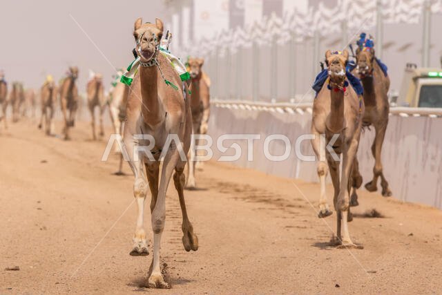 سباق الهجن في الطائف، المملكة العربية السعودية
