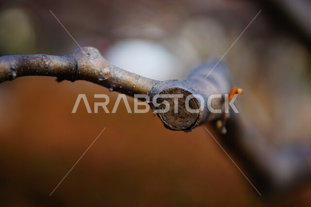 صورة مقربة لغصن شجرة , تساقط الأوراق في فصل الخريف , خلفية الطبيعة .