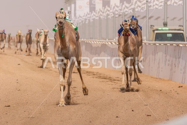 سباق الهجن في الطائف، المملكة العربية السعودية