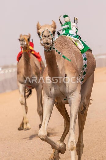 سباق الهجن في الطائف، المملكة العربية السعودية