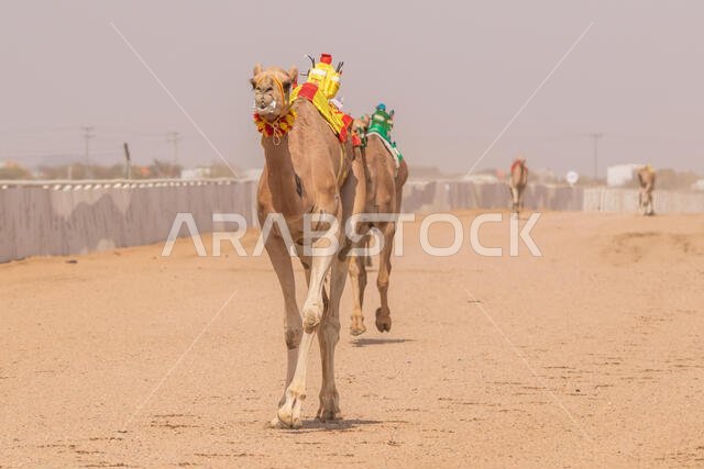 Camel Racing in Taif, Saudi Arabia