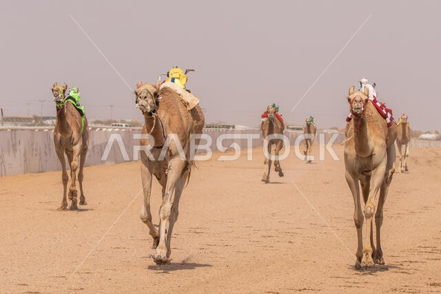 سباق الهجن في الطائف، المملكة العربية السعودية