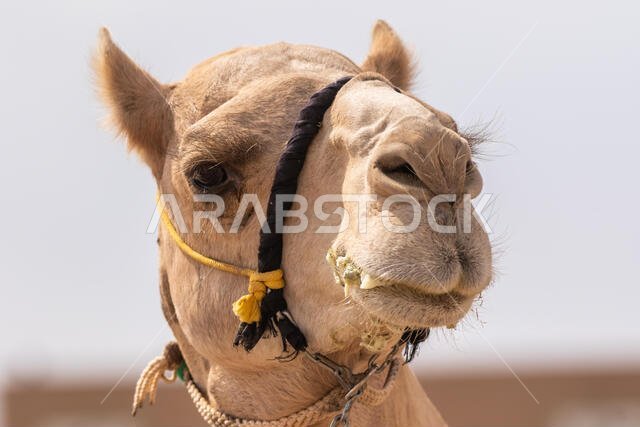 سباق الهجن في الطائف، المملكة العربية السعودية