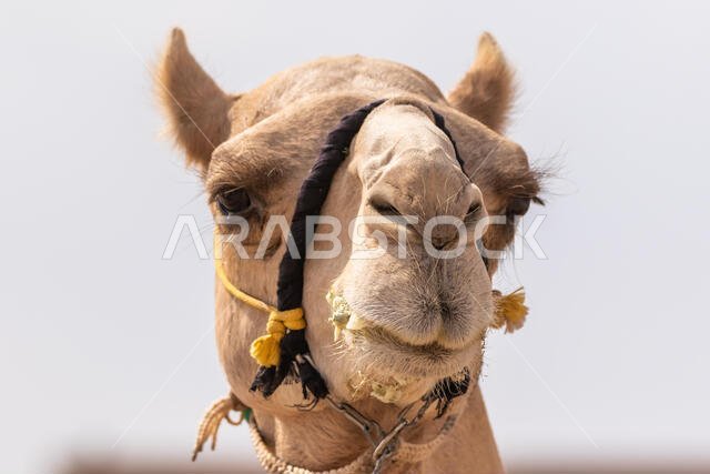 سباق الهجن في الطائف، المملكة العربية السعودية