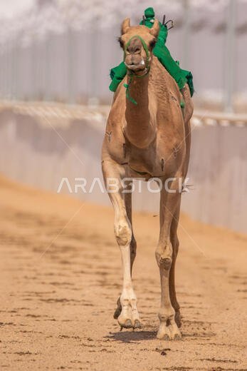 سباق الهجن في الطائف، المملكة العربية السعودية